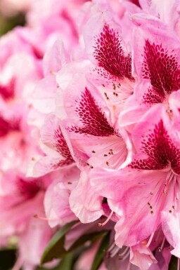 Rhododendron 'Cosmopolitan' C7,5 50-60