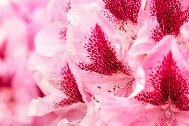 Rhododendron 'Cosmopolitan' C7,5 50-60