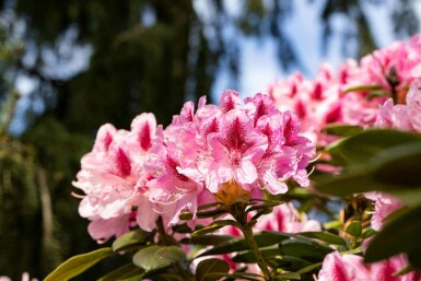 Rhododendron 'Cosmopolitan' C7,5 50-60