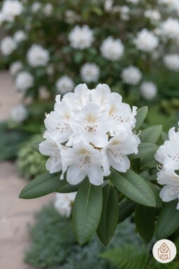 Rhododendron 'Cunningham's White' struik 50-60 cm