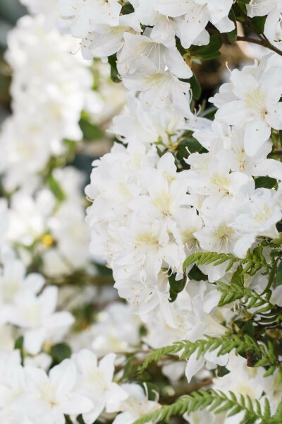 Rhododendron 'Dora Amateis' C3 25-30