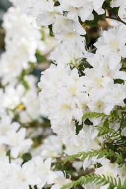 Rhododendron 'Dora Amateis' C3 25-30