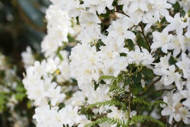 Rhododendron 'Dora Amateis' C3 25-30