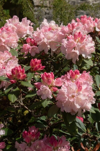 Rhododendron 'Dreamland' C10 30-40