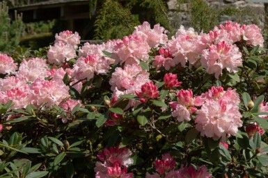 Rhododendron 'Dreamland' C10 30-40