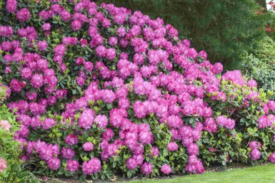 Rhododendron 'Germania' C5 30-40
