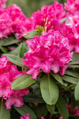 Rhododendron 'Germania' C5 30-40