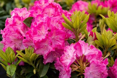 Rhododendron 'Germania' C5 30-40