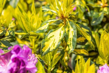 Rhododendron 'Goldflimmer' C5 40-45