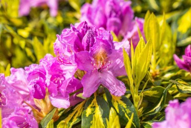 Rhododendron 'Goldflimmer' C5 40-45