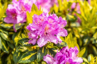 Rhododendron 'Goldflimmer' C5 40-45