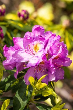 Rhododendron 'Goldflimmer' C5 40-45