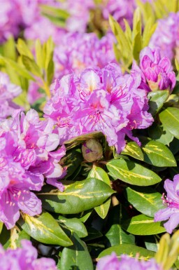 Rhododendron 'Goldflimmer' C5 40-45