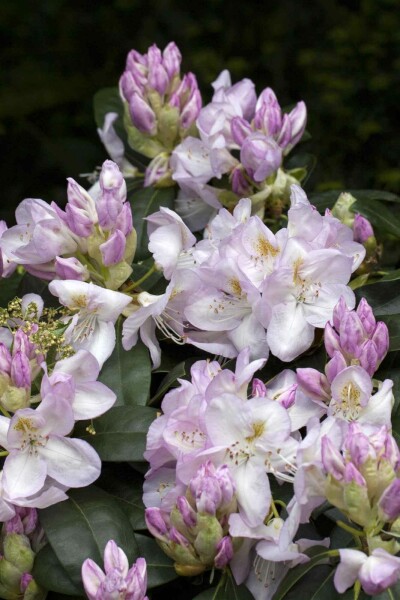Rhododendron 'Gomer Waterer' C5 40-50