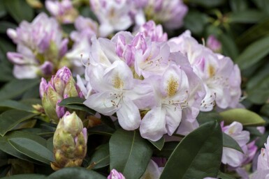 Rhododendron 'Gomer Waterer' C5 40-50