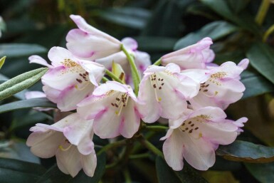 Rhododendron 'Gomer Waterer' C5 40-50