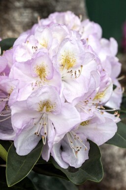 Rhododendron 'Gomer Waterer' C5 40-50