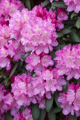 Rhododendron 'Kalinka' C5 25-30