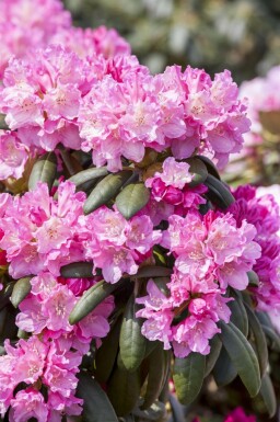 Rhododendron 'Kalinka' C5 25-30