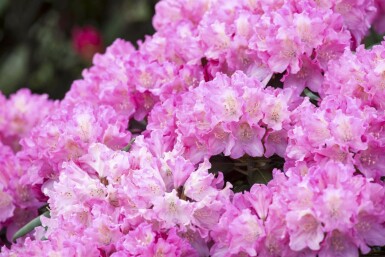 Rhododendron 'Kalinka' C5 25-30