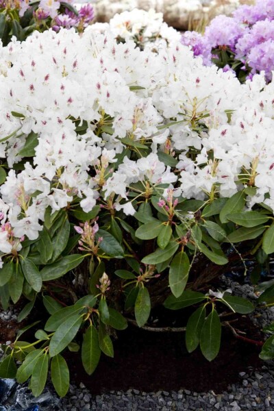 Rhododendron 'Madame Masson' C5 35-45