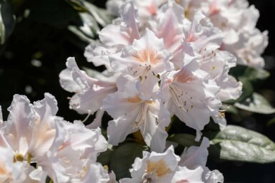 Rhododendron 'Madame Masson' C5 35-45