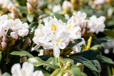 Rhododendron 'Madame Masson' C5 35-45