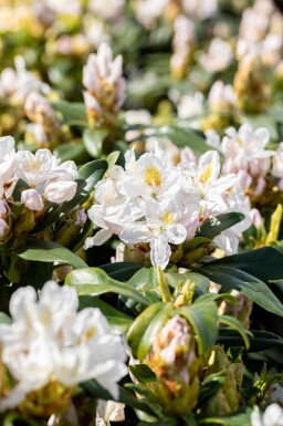 Rhododendron 'Madame Masson' C5 35-45