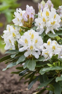 Rododendron Rhododendron 'Madame Masson' struik 35-45 C5 Rhododendron 'Madame Masson' struik 35-45 cm