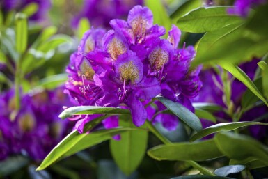 Rhododendron 'Marcel Menard' C5 40-45
