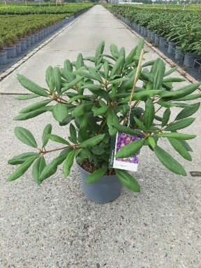 Rhododendron 'Marcel Menard' struik 40-45 cm