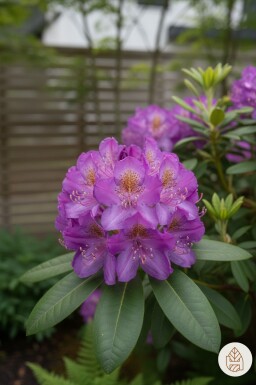 Rhododendron 'Moerheim' struik 20-25 cm
