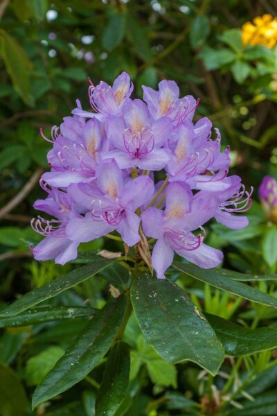 Rhododendron 'Moerheim' C2 20-25