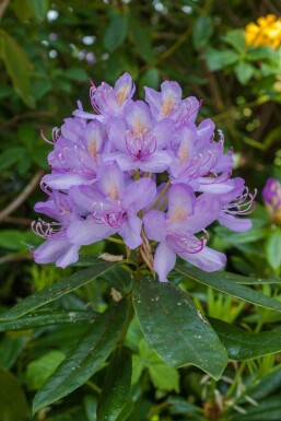 Rhododendron 'Moerheim' C2 20-25