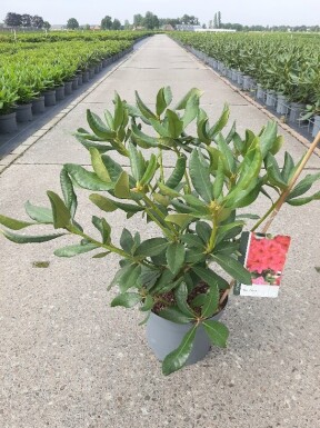 Rhododendron 'Nova Zembla' struik 40-50 cm