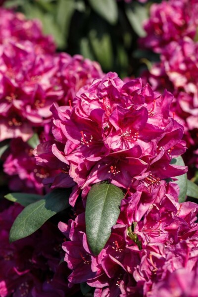 Rhododendron 'Nova Zembla' C5 40-45