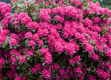 Rhododendron 'Nova Zembla' C5 40-45