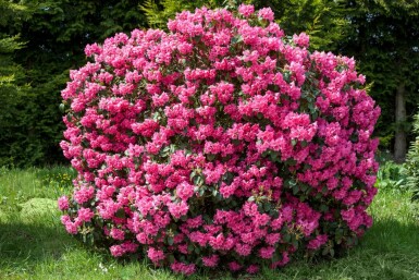 Rhododendron 'Nova Zembla' C5 40-45