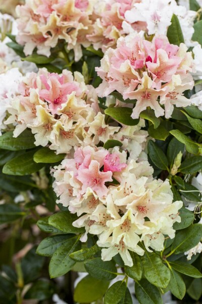 Rhododendron 'Percy Wiseman' C5 40-45