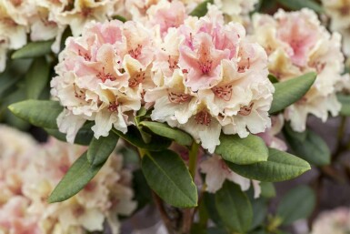 Rhododendron 'Percy Wiseman' C5 40-45