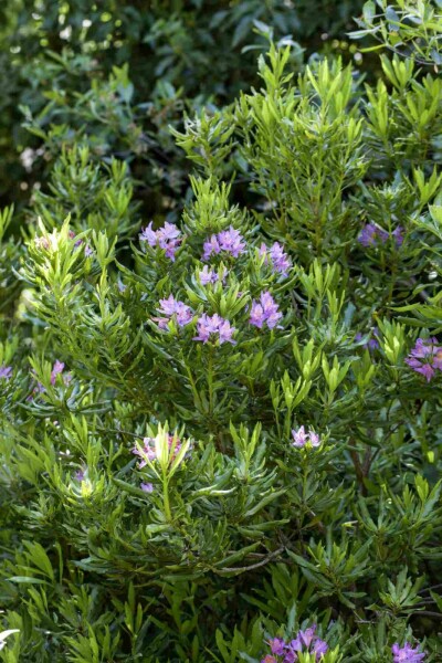 Rhododendron ponticum C7,5 50-60