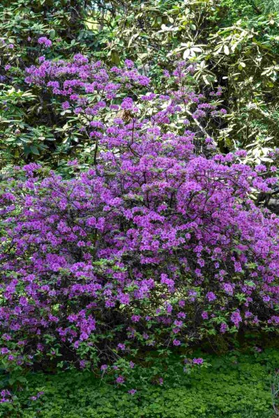 Rhododendron praecox C10 30-40