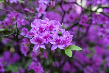 Rhododendron praecox C10 30-40