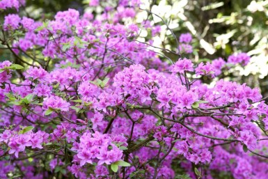 Rhododendron praecox C10 30-40