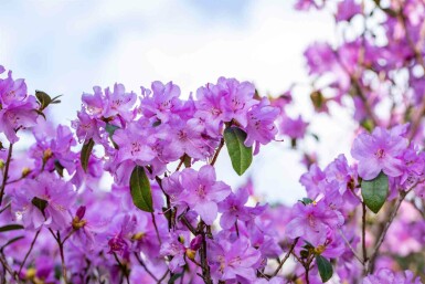 Rhododendron praecox C10 30-40
