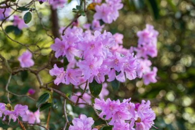 Rhododendron praecox C10 30-40