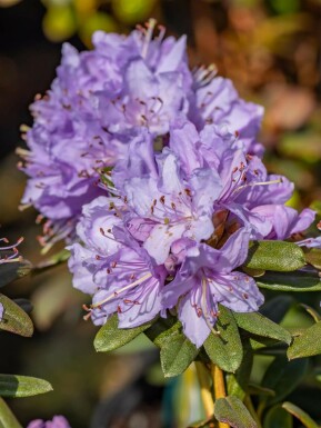 Dwergrhododendron Rhododendron 'Ramapo' struik Rhododendron 'Ramapo'