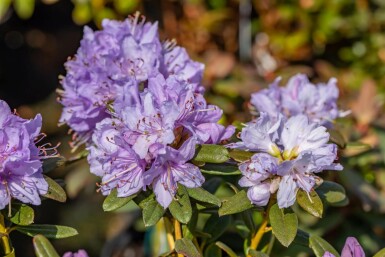 Rhododendron 'Ramapo' C3 15-20