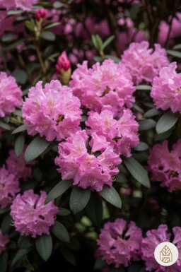 Rhododendron 'Roseum Elegans' struik 40-50 cm