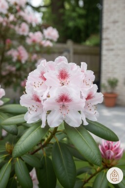 Rhododendron 'Virginia Richards' struik 40-50 cm
